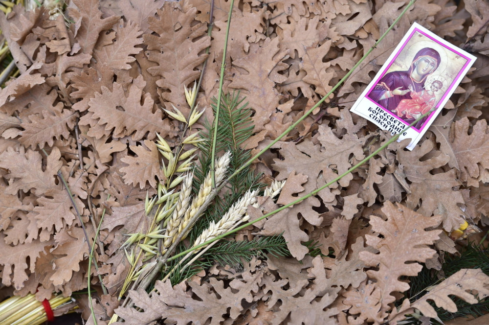 Novosađanima deljeni badnjaci