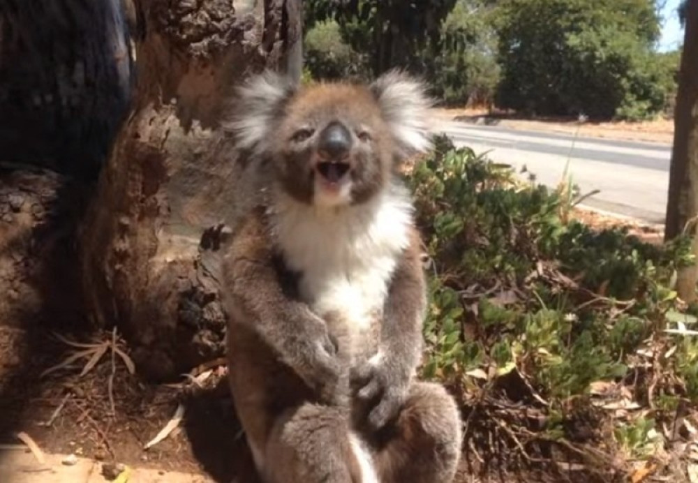 Nestala jedna od najomiljenijih životinja, naučnici proglasili kraj: IZUMRLE SU!