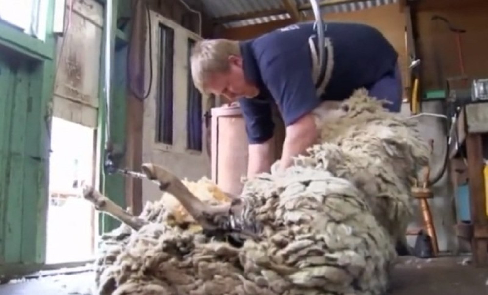 Prvo šišanje ovce nakon šest godina (VIDEO)