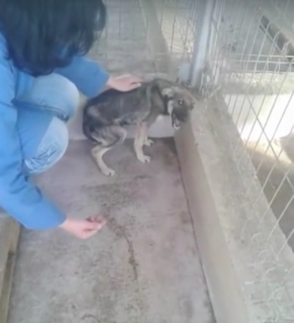 Prvo maženje zlostavljanog kučeta (POTRESAN VIDEO)