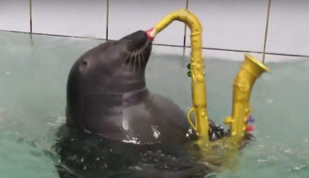 Ova foka je čudo! (VIDEO)