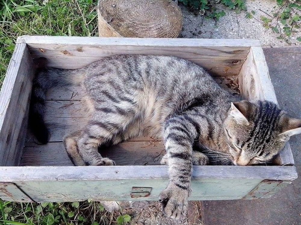 Lovci i njihovi psi ubijali i klali mačke! (UZNEMIRUJUĆI FOTO)