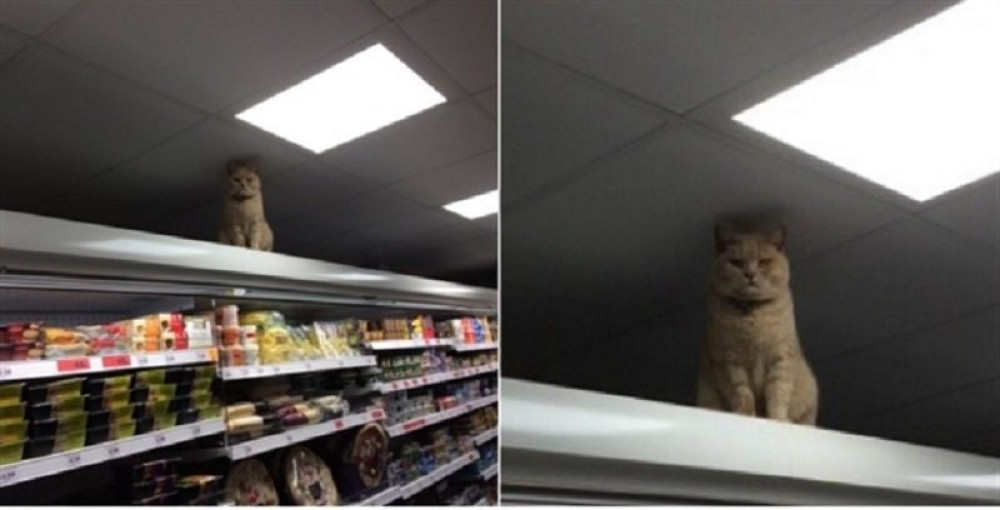 Ovog mačka mesecima ne mogu da izbace iz marketa (FOTO)