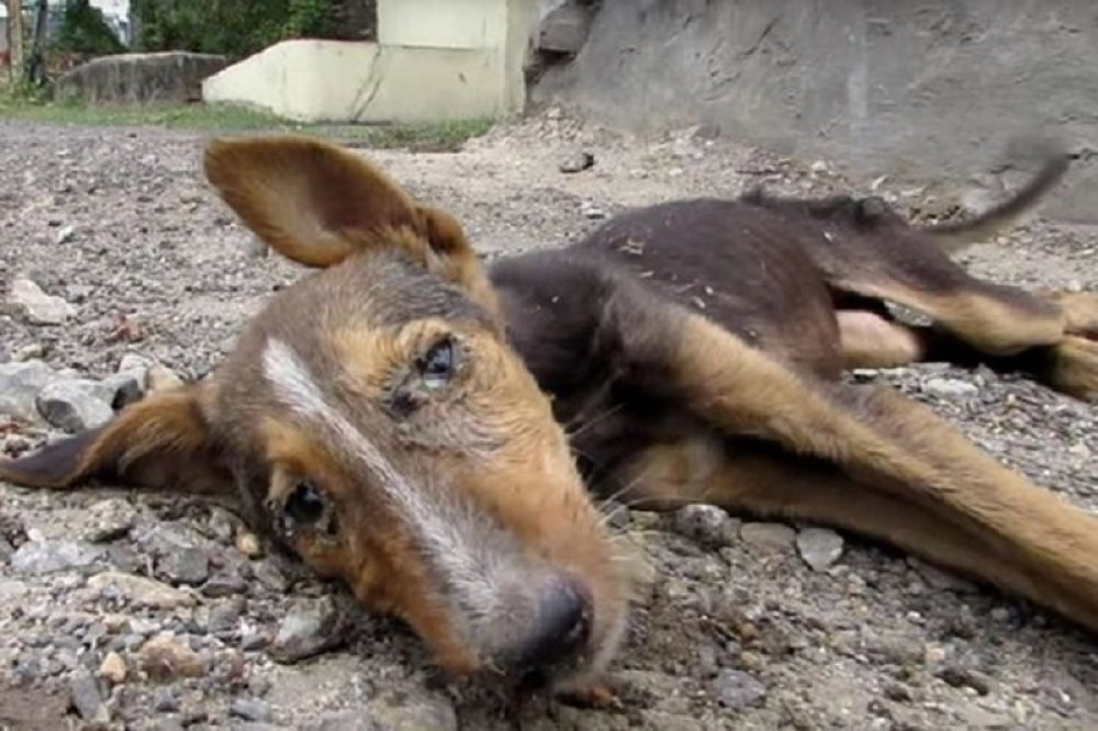 Kuca na samrti mahala repom, a onda se desilo čudo (VIDEO)