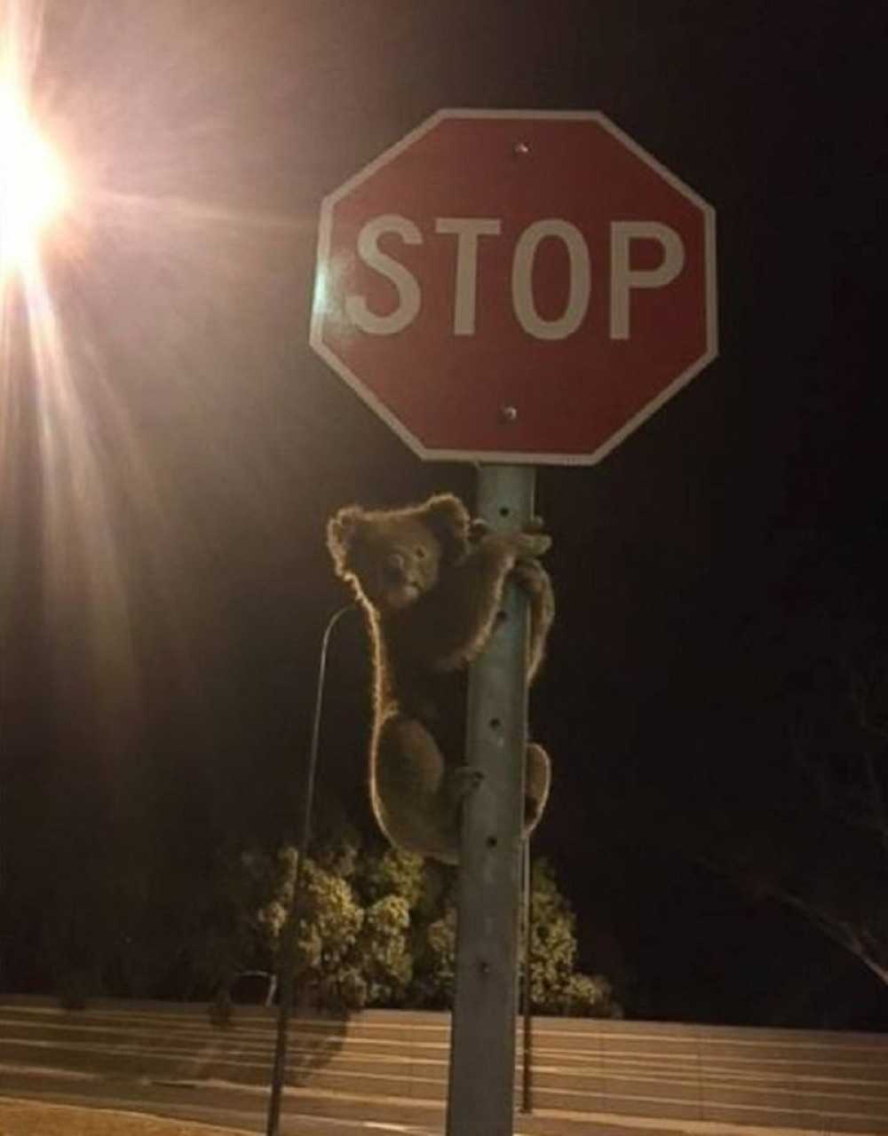 Koala regulisala saobraćaj!