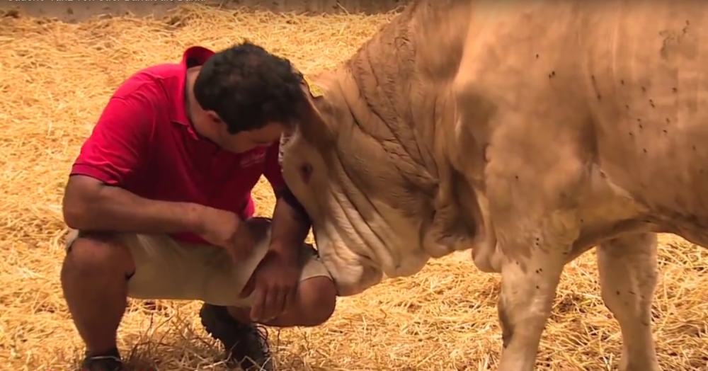 Bik ceo život proveo u kavezu, pa pušten na slobodu! (VIDEO)