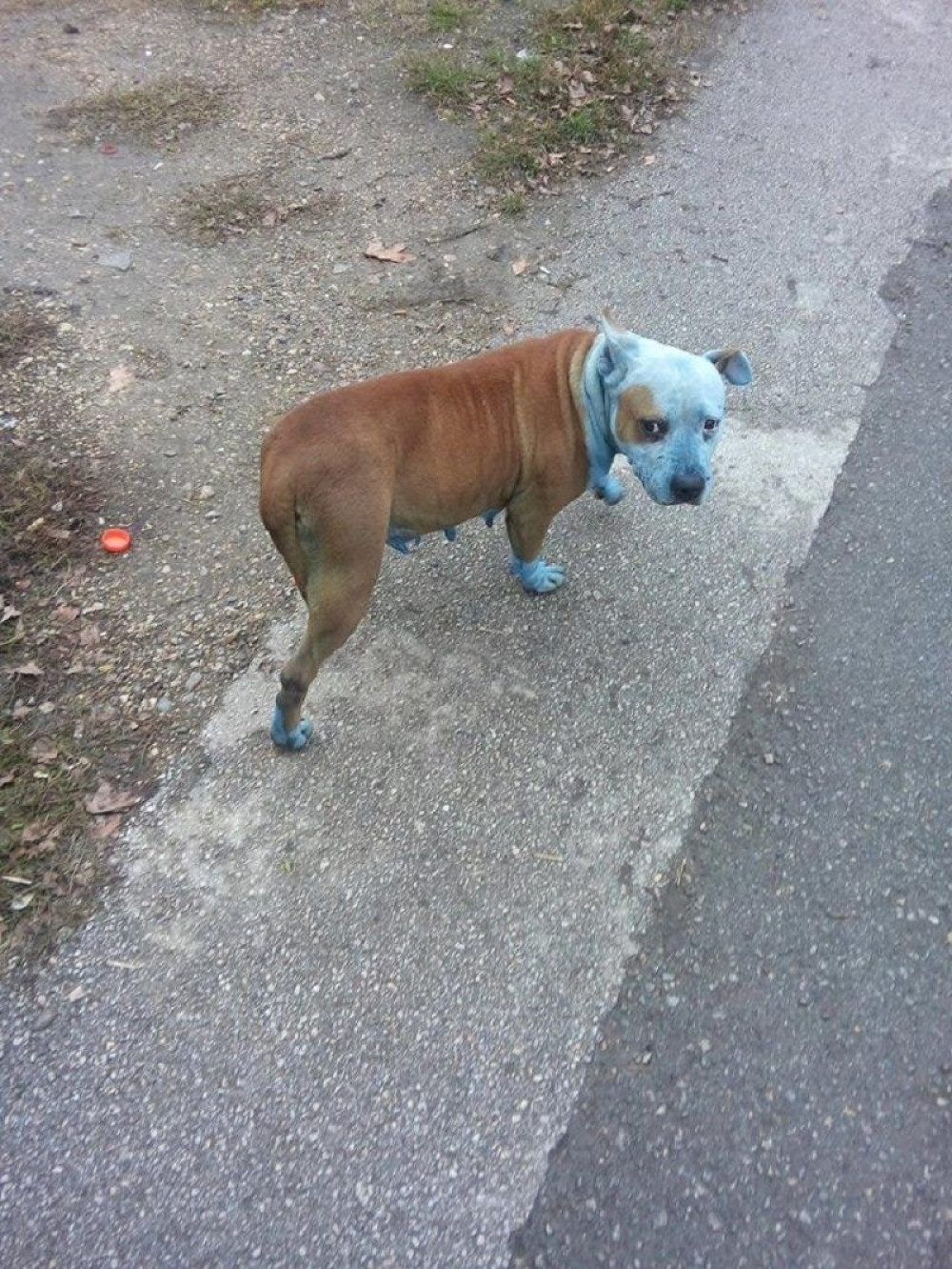 Surovi "umetnik" išarao psa (FOTO)