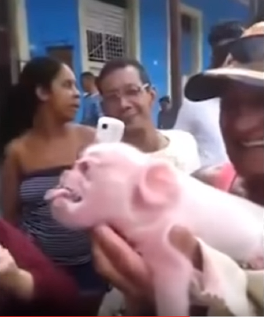 Prase sa glavom majmuna (VIDEO)