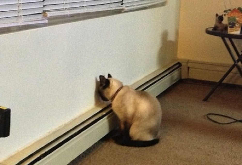 Ako vaš ljubimac radi ovo - mora hitno kod veterinara! (FOTO)