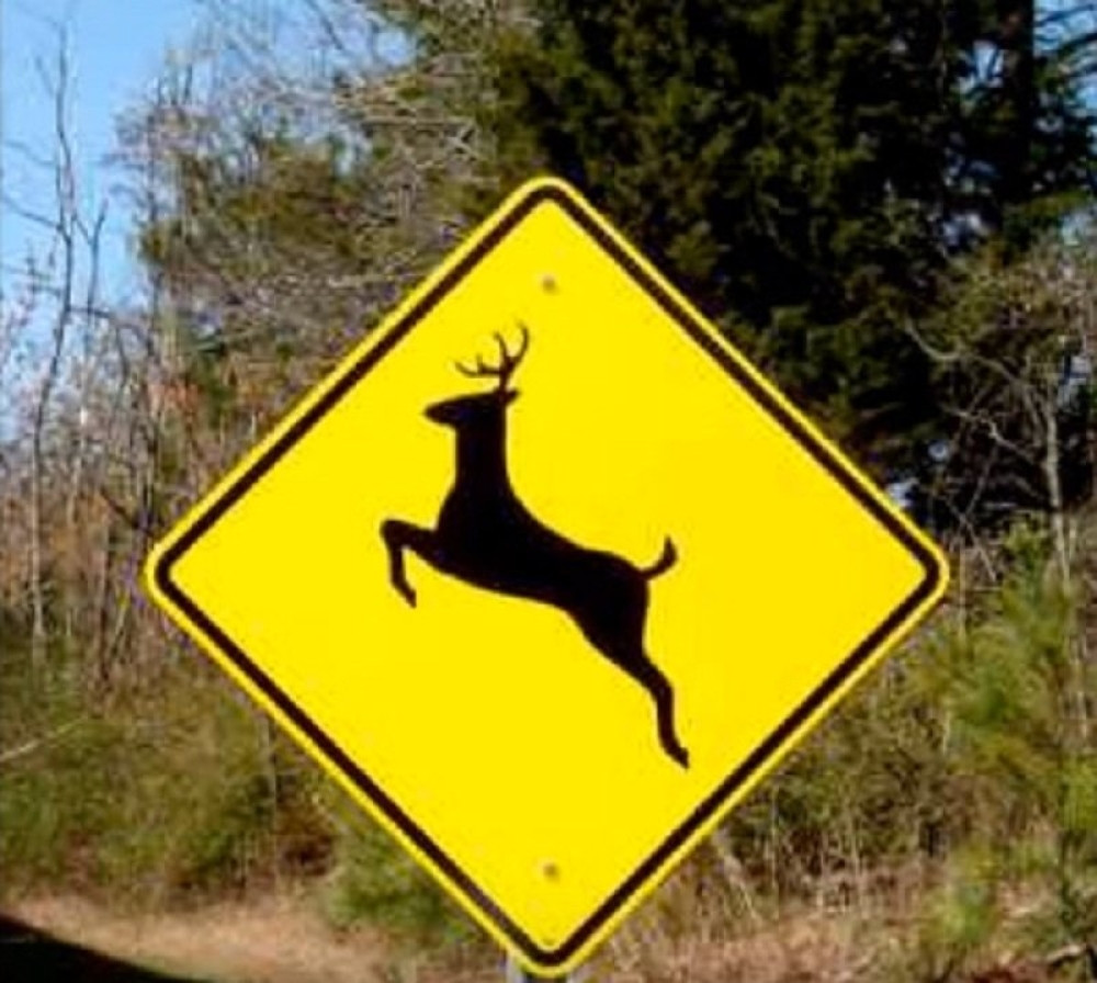 Vozila motor, na nju skočio jelen i oborio je