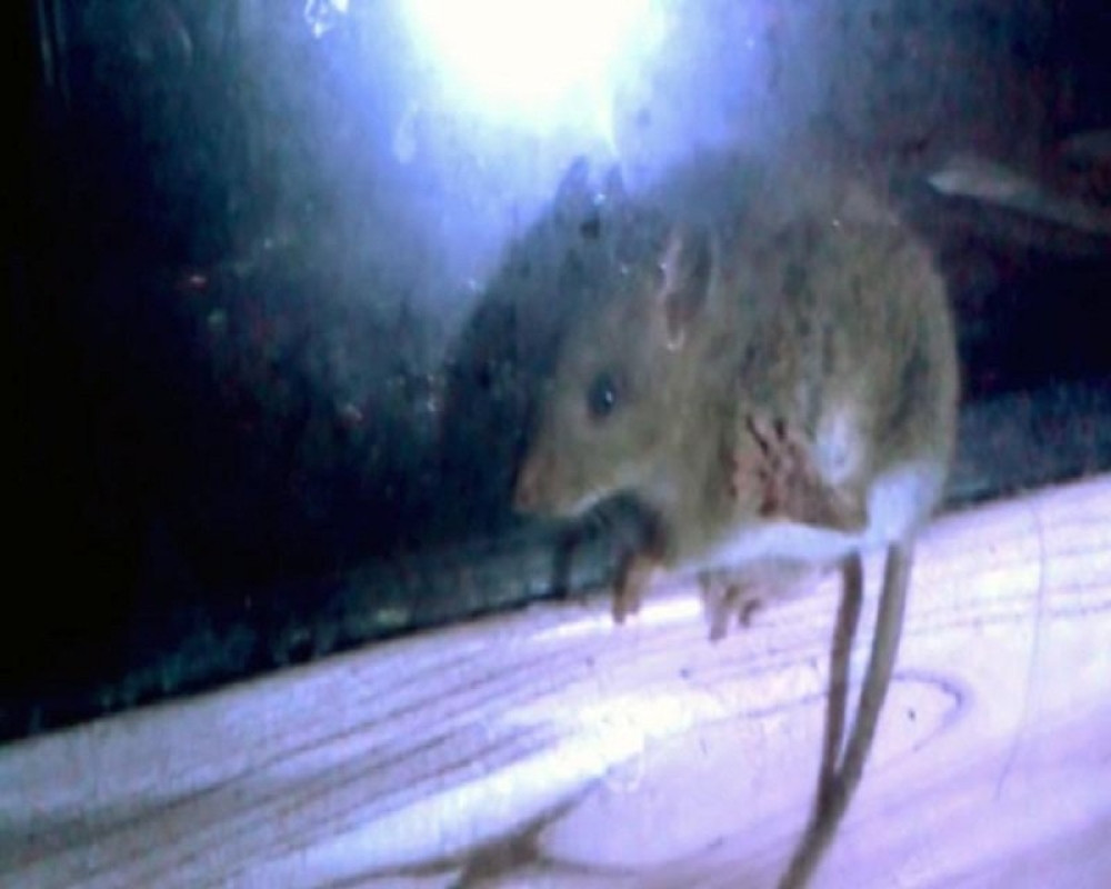 Snimljen pacov u pekari (VIDEO)