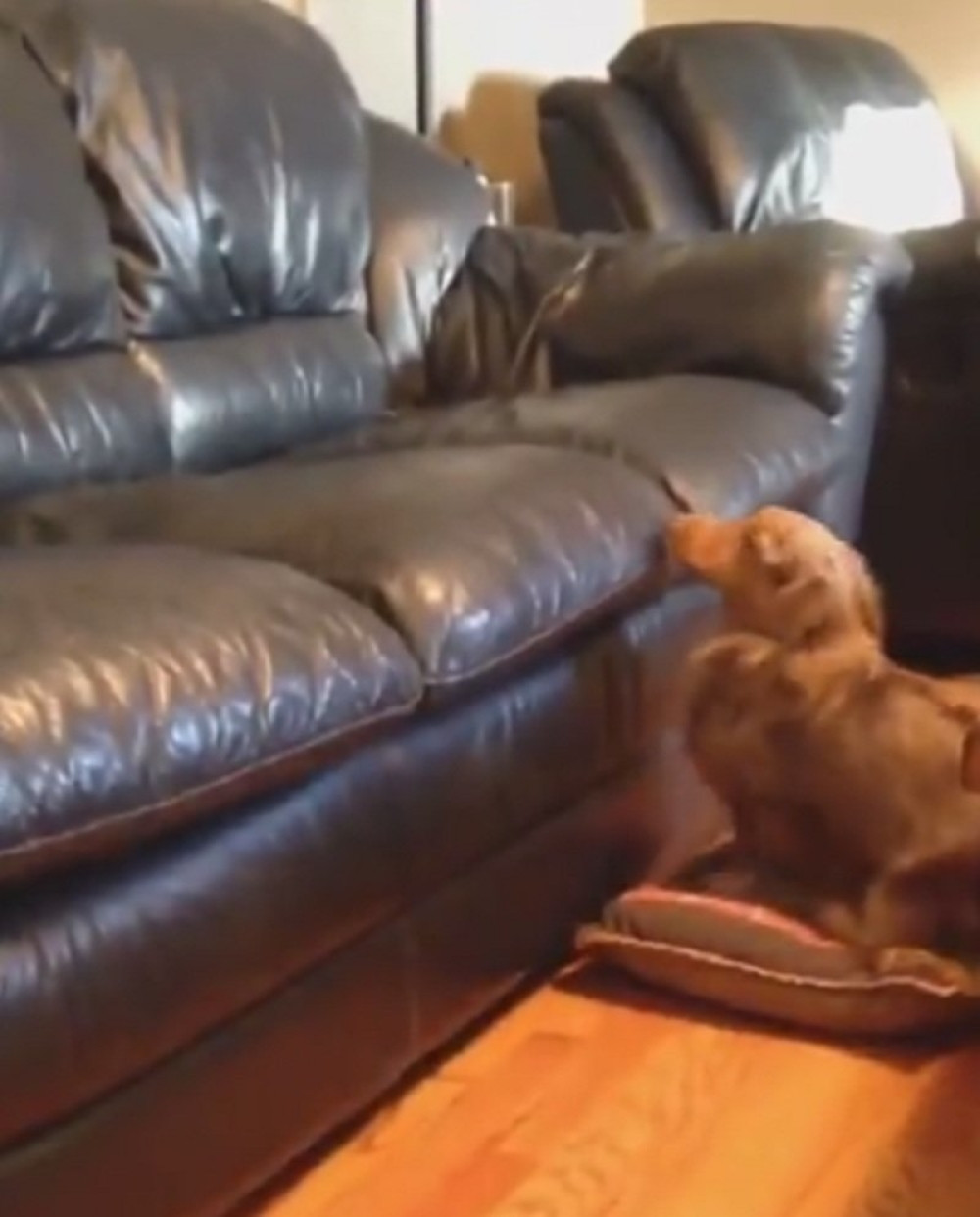 Ovog genijalnog psa bi svako poželeo (VIDEO)