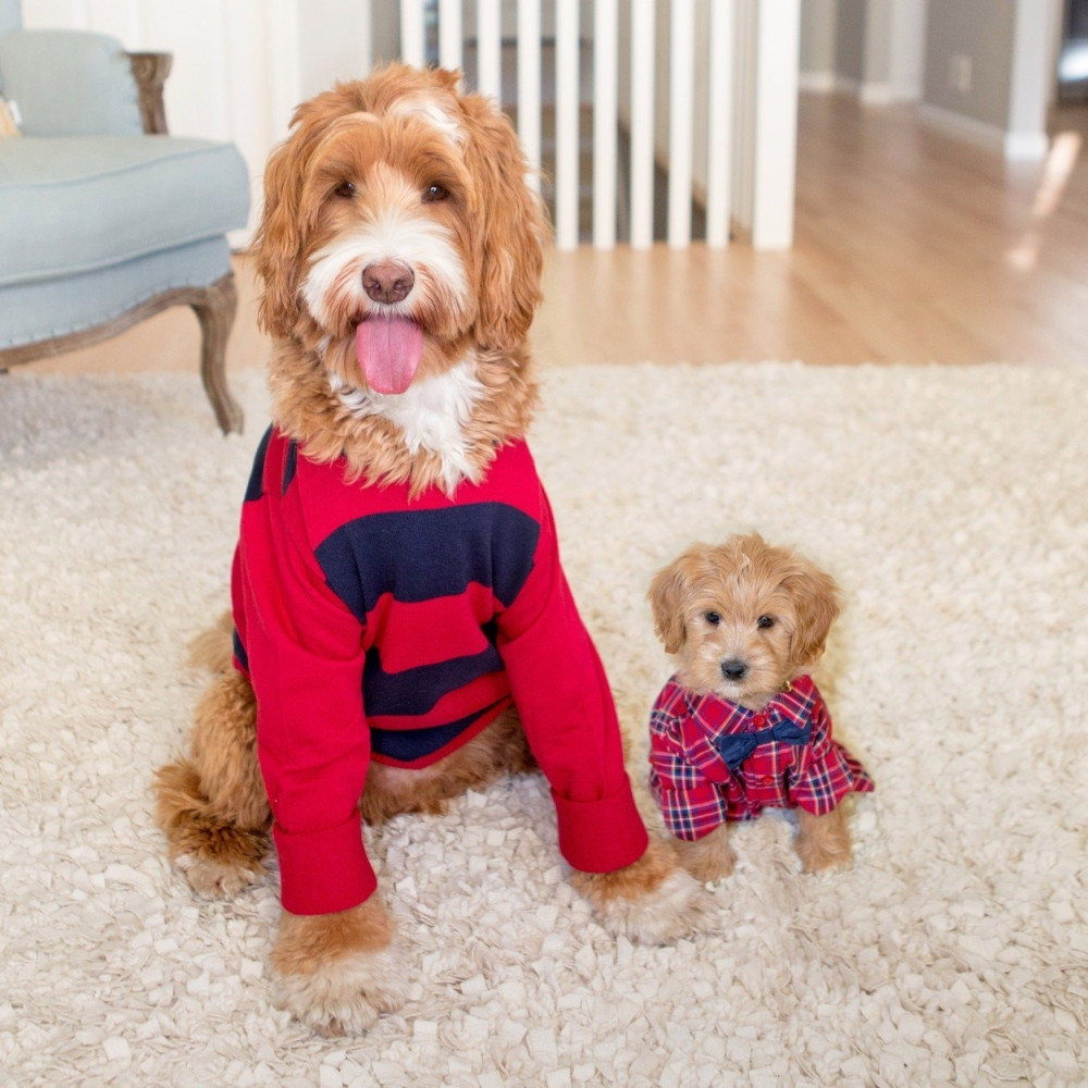 Da li je vašim kucama neophodna zimska garderoba?