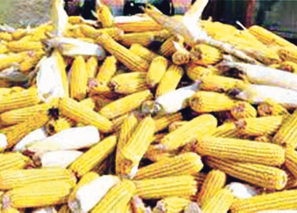 Noću brali tuđ kukuruz, pa prodavali