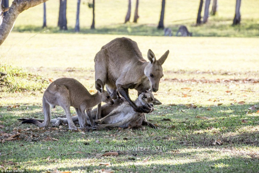 Kenguri stigli u jagodinski Zoo vrt (FOTO)