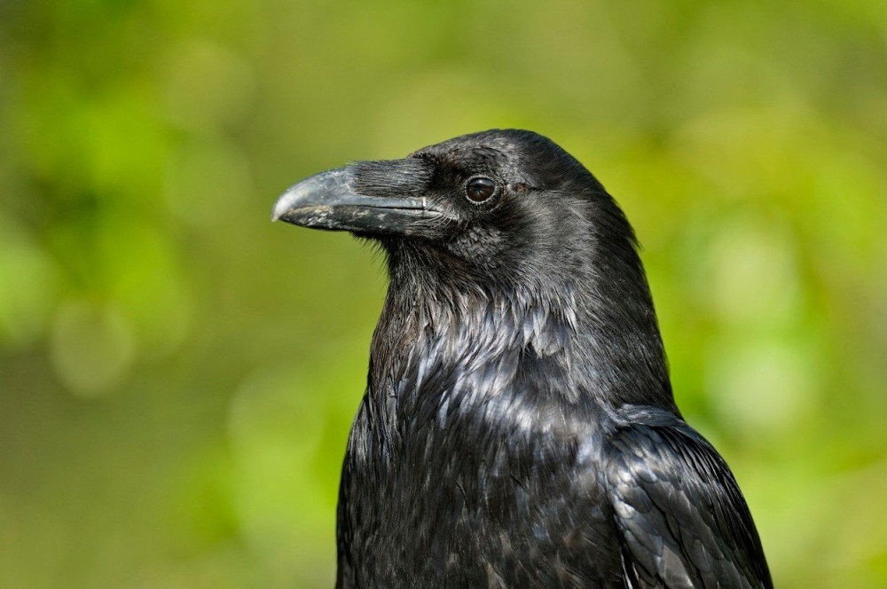 Ako vam GAVRANOVI obleću oko kuće, NAJEŽIĆETE SE kada saznate šta vas čeka!