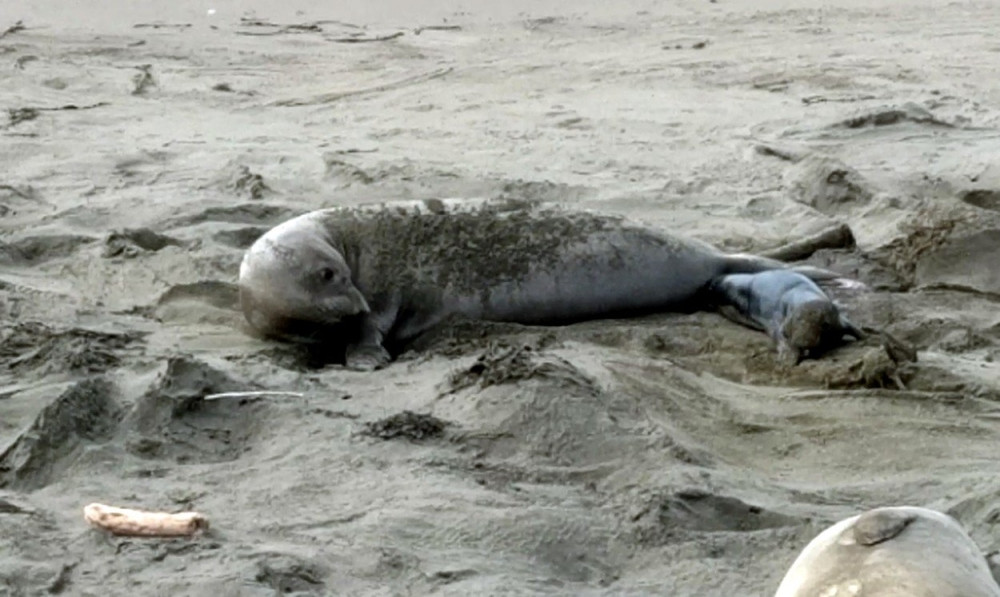 Foka se okotila naočigled turista! (FOTO)