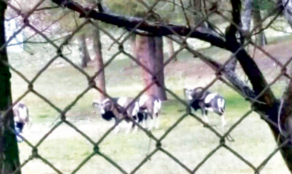 Vojska krije muflone u magacinu!