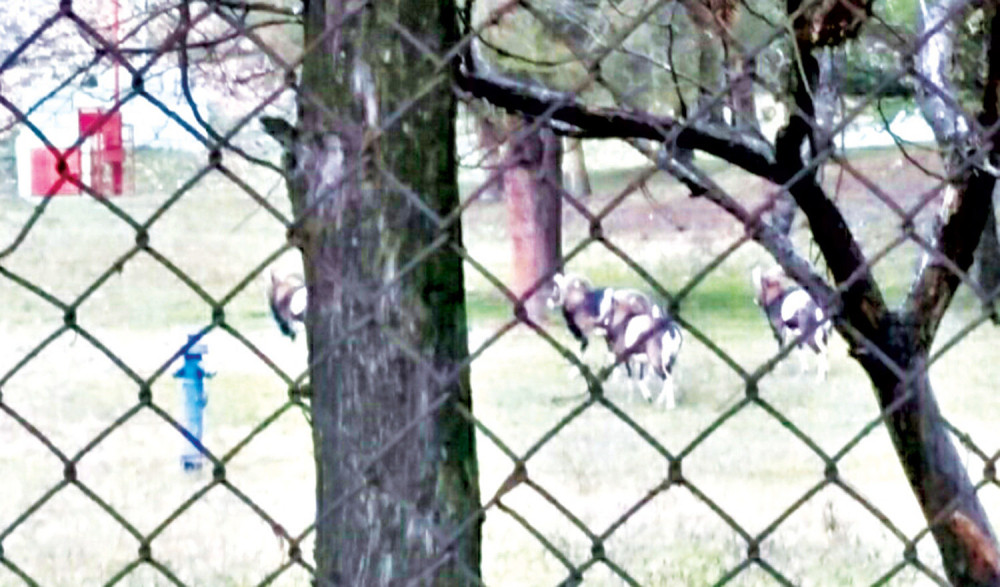 Vojnici već 18 godina dadilje muflonima!