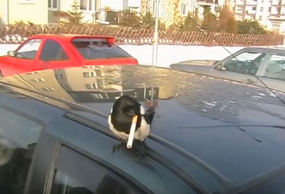 Ova svraka "puši k'o Turčin" (VIDEO)