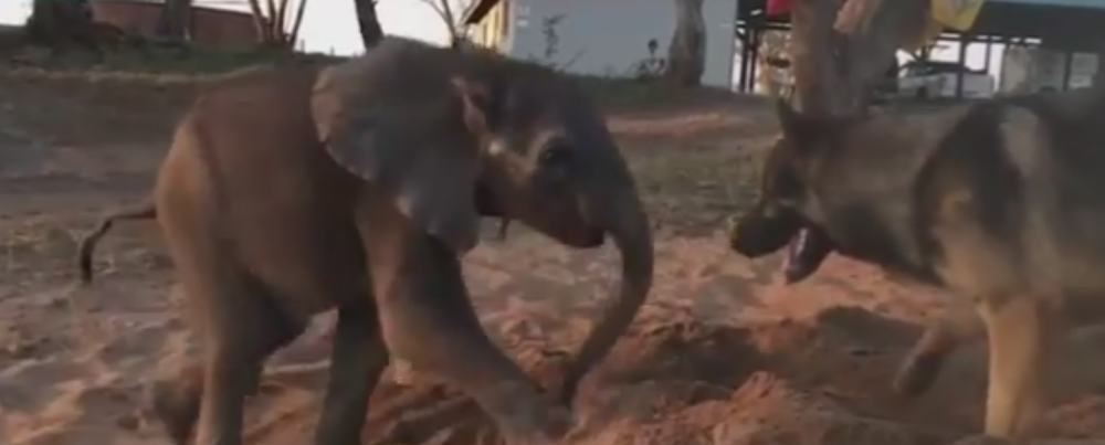 Evo kako su se sprijateljili vučjak i slonče (VIDEO)