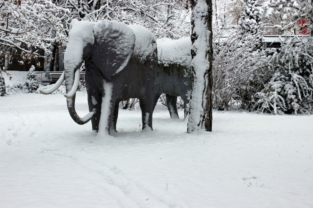 Foke i tigrovi uživaju, kamile se dogrevaju (FOTO)