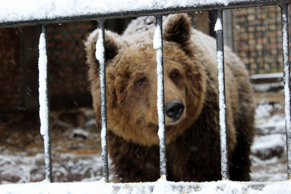 Medvede i jaguara čuvao u Srbobranu!