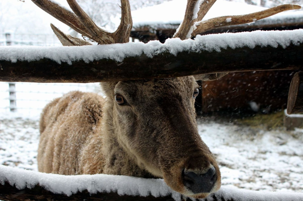 Od rogova srpskih jelena prave afrodizijak za Kineze!