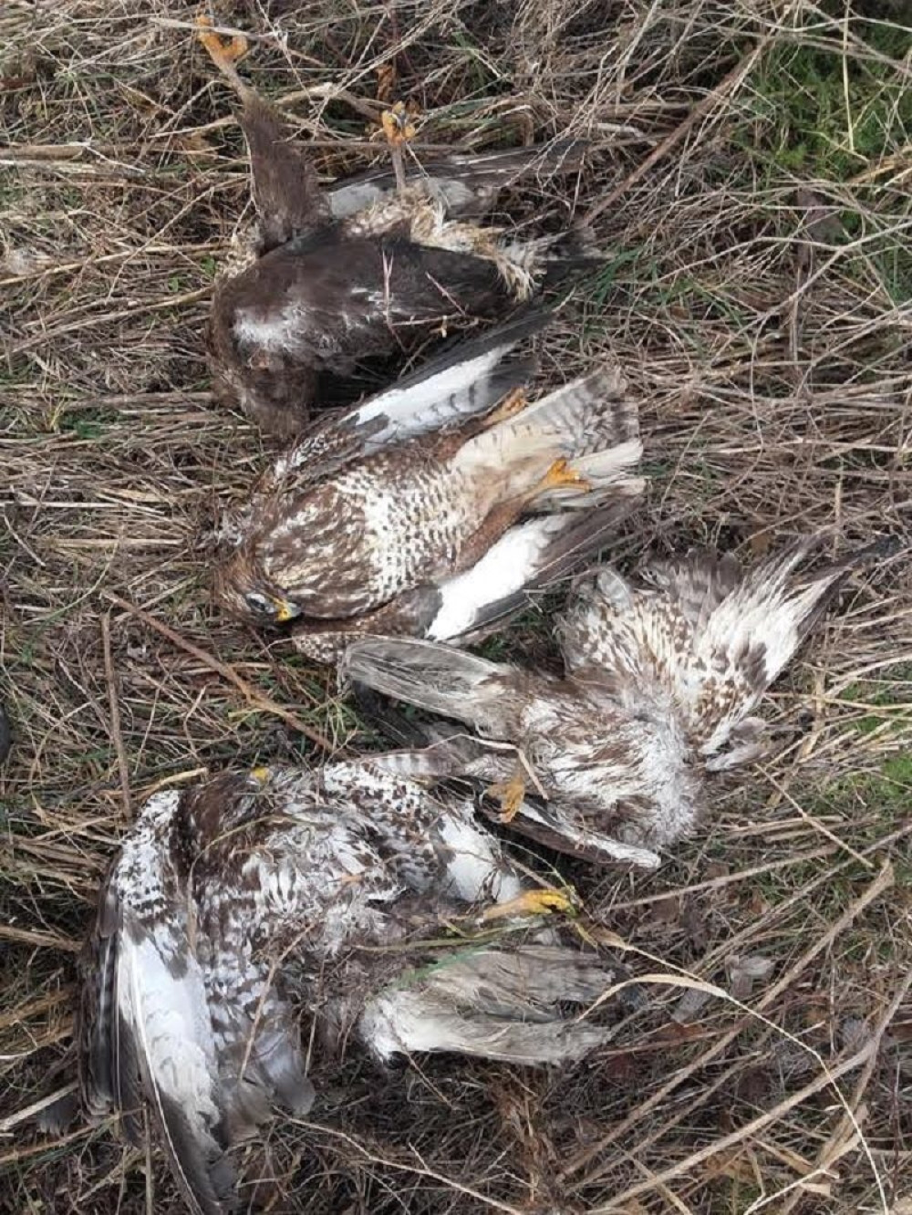 Orlovi otrovani furadanom