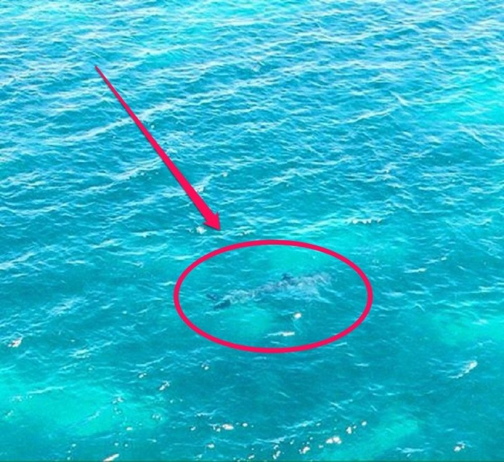 Viđena velika bela ajkula od sedam metara!