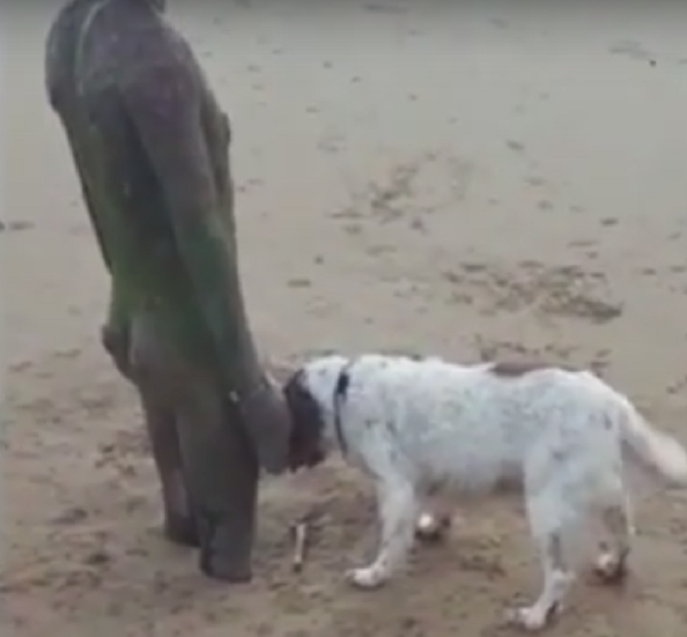 Pas statui doneo štap da se igraju (VIDEO)