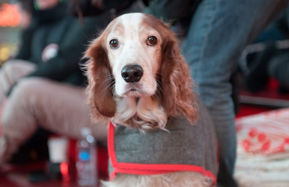 Ekskluzivan koncert samo za pse! (FOTO + VIDEO)