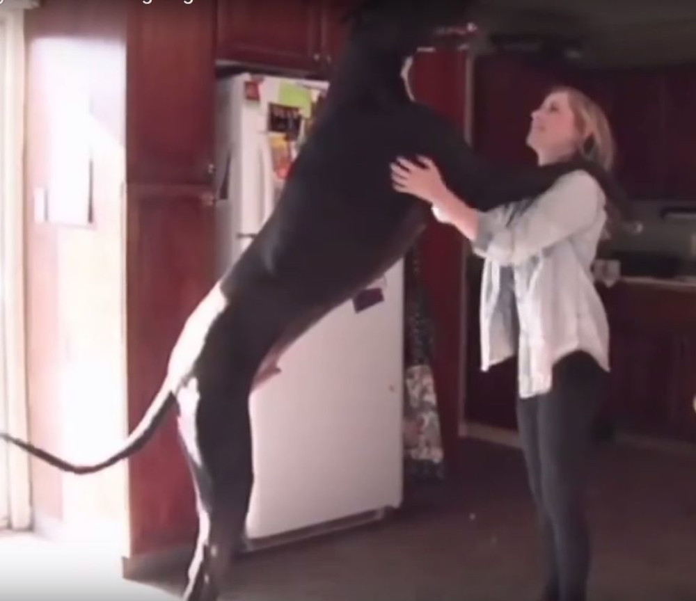 Ovo je najviši pas na svetu! (VIDEO)