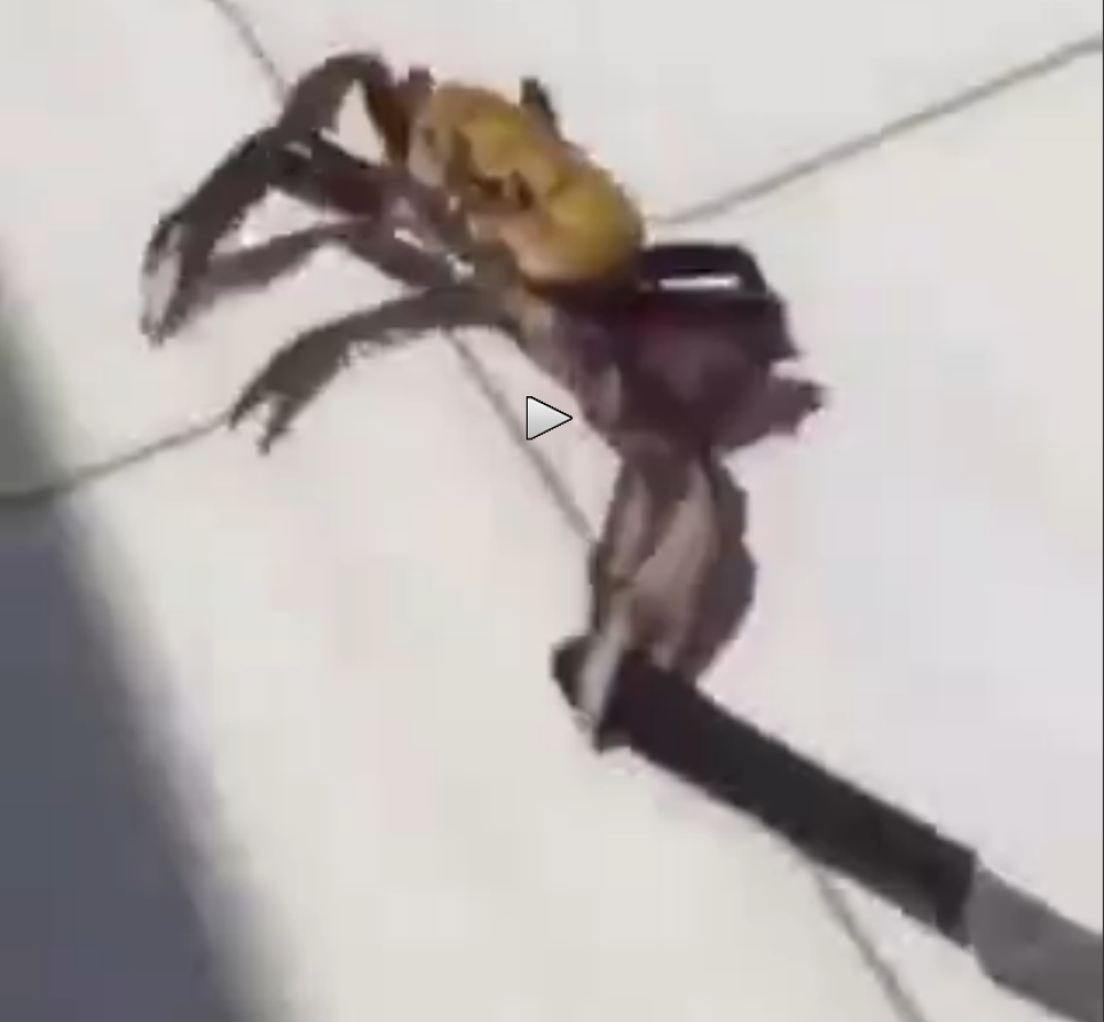 Kraba zgrabila nož, pa tutanj (VIDEO)