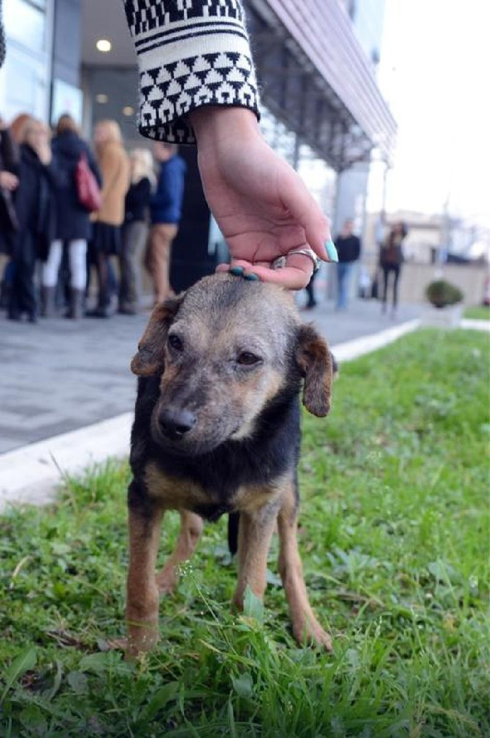Spasena kuca se oporavila (FOTO)