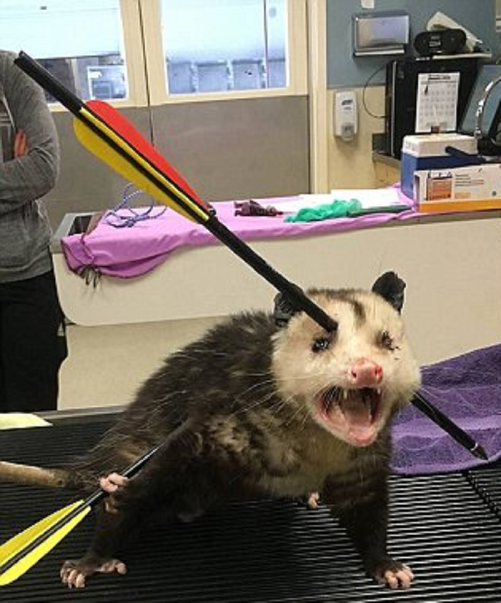 Evo šta je ovaj nesrećni oposum preživeo! (FOTO)