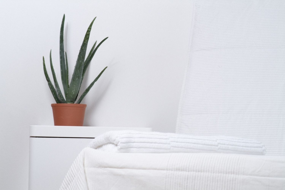 Zbog ovoga svaka kuća treba da ima aloe veru!