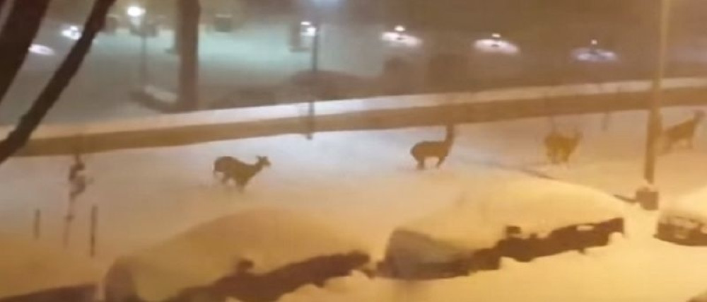 Gradskim parkom protrčale srne (VIDEO)