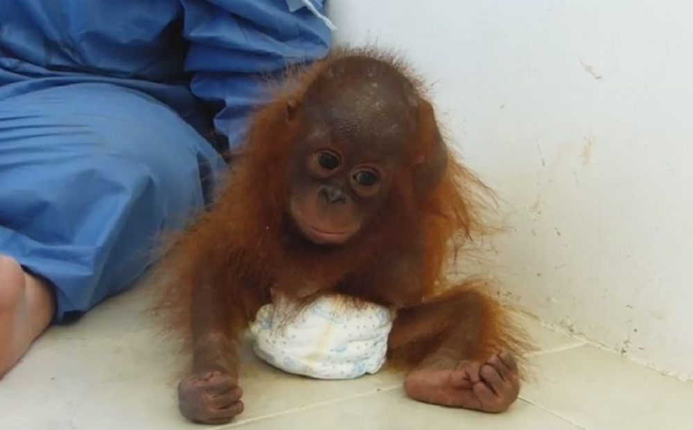 Prvo će uginuti životinje, milioni vrsta, a onda će doći red I NA LJUDE!