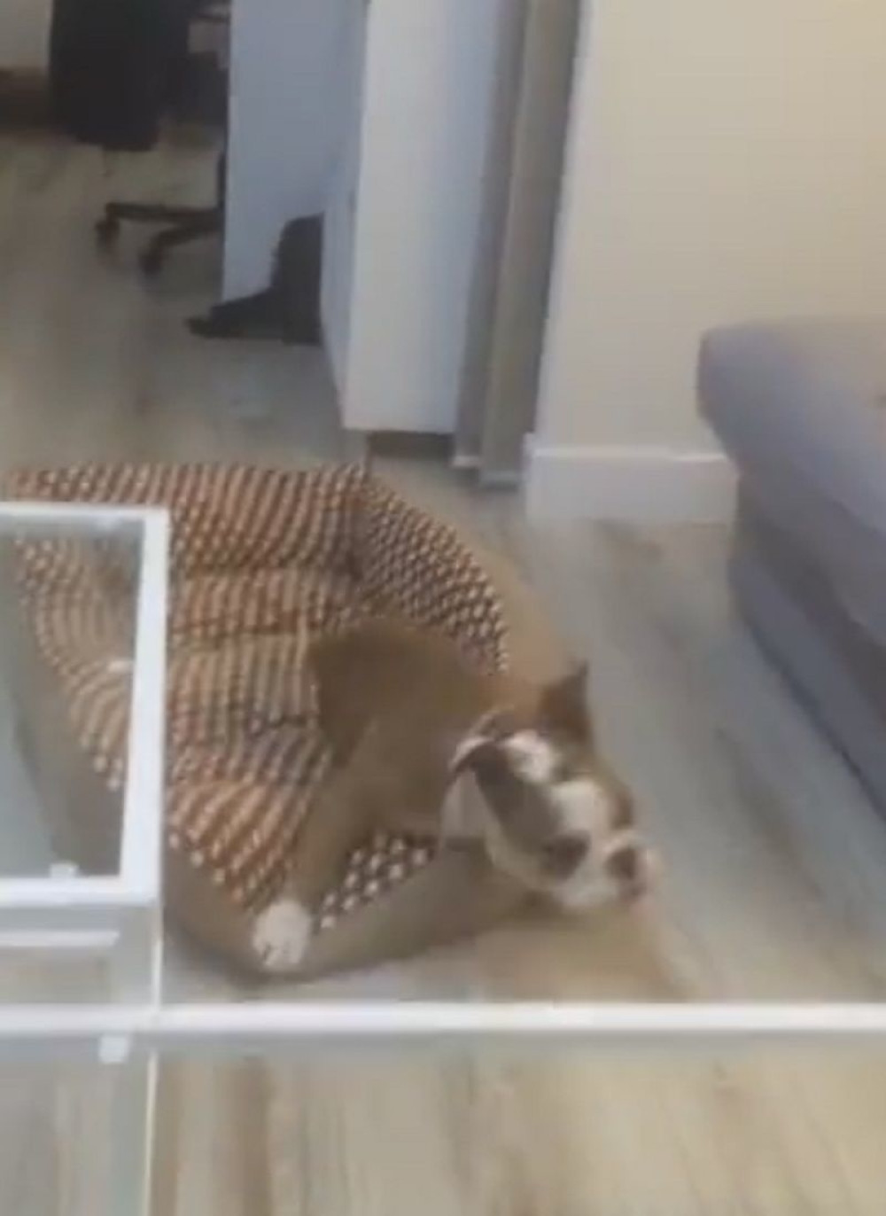 Ovaj buldog bi sve dao za kauč (VIDEO)