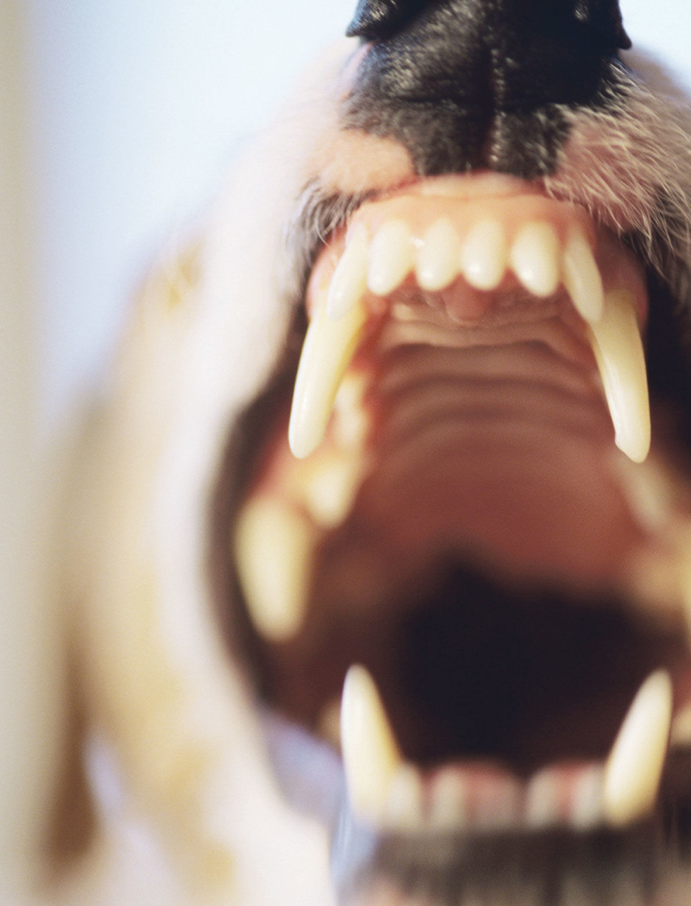 Čopor pasa lutalica napao kolica sa bebom!