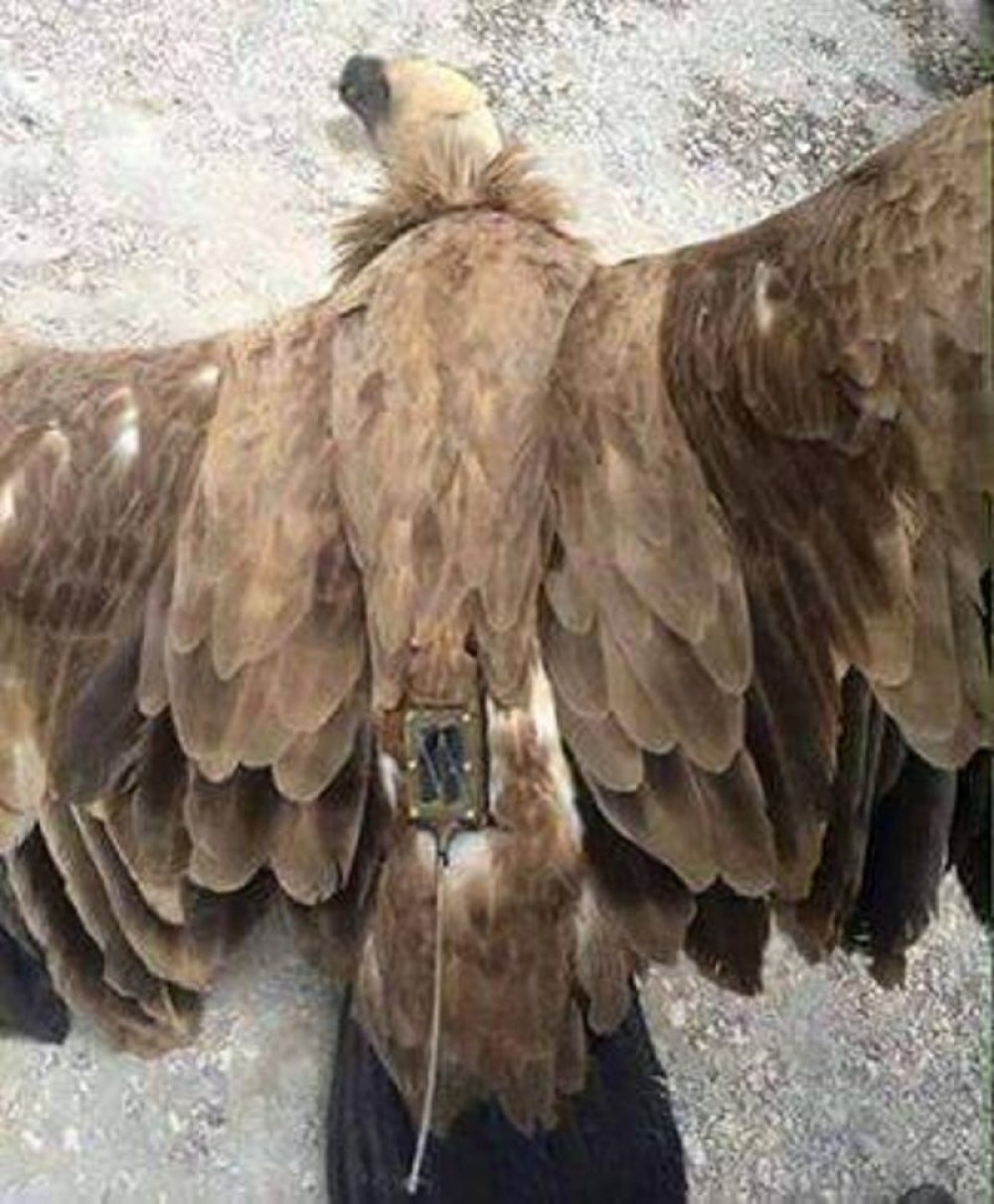 Orao im poslužio kao dron (FOTO)