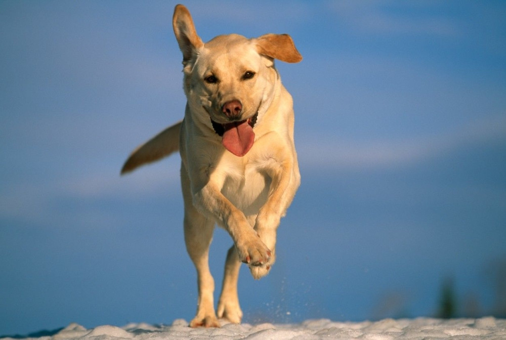 Pas se od sreće baca gazdi u naručje! (VIDEO)