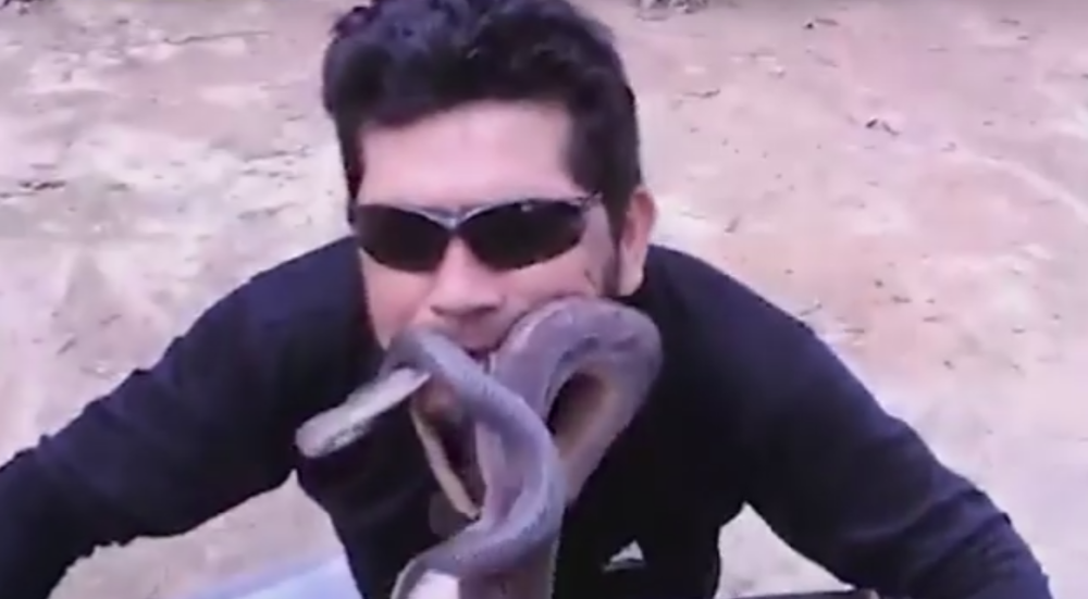 Četiri žive zmije stavio u usta! (VIDEO)