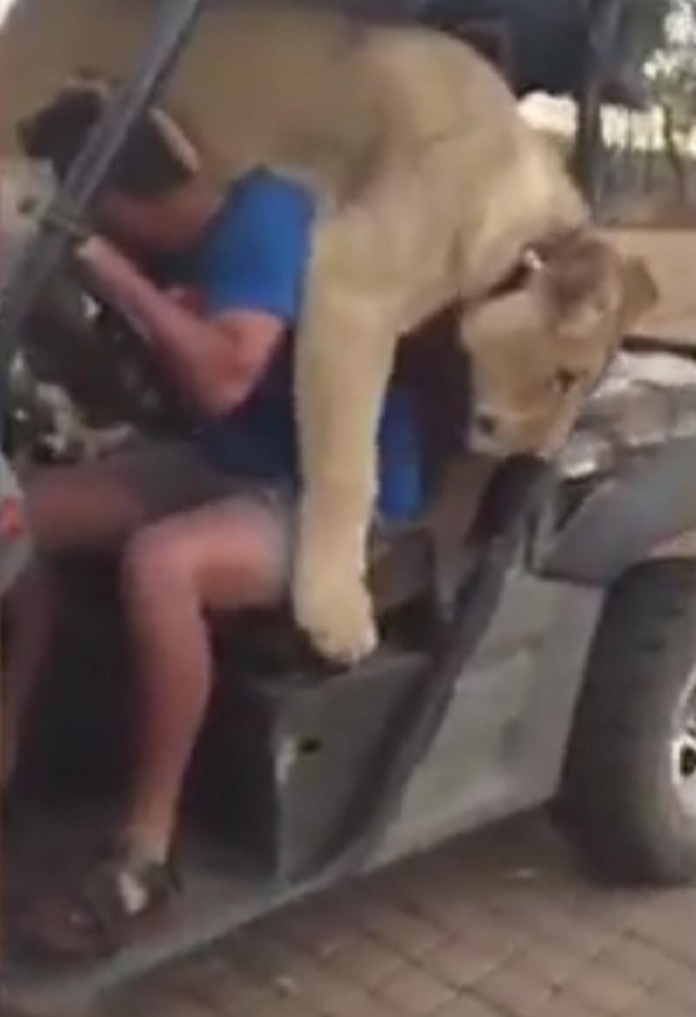 Lavica mu upala u džip i sela u krilo! (VIDEO)