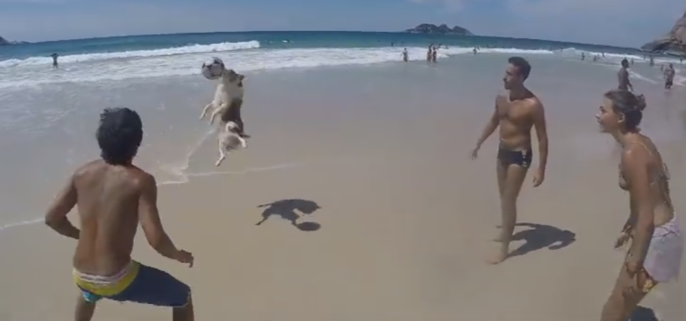 Pas majstor za dodavanje! (VIDEO)