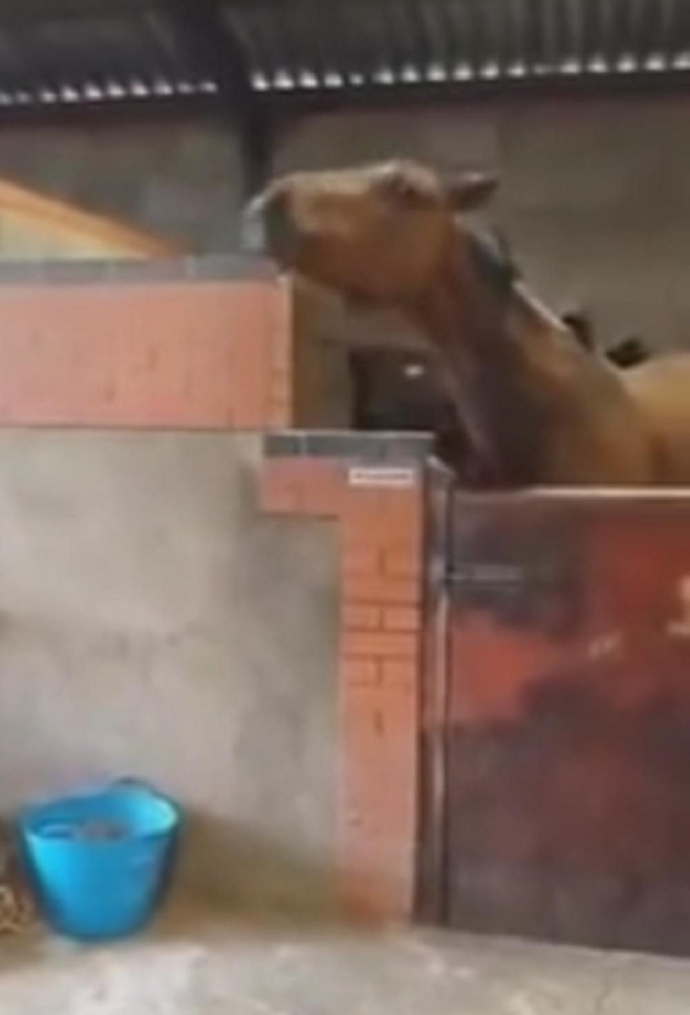 Konj koji đuska (VIDEO)