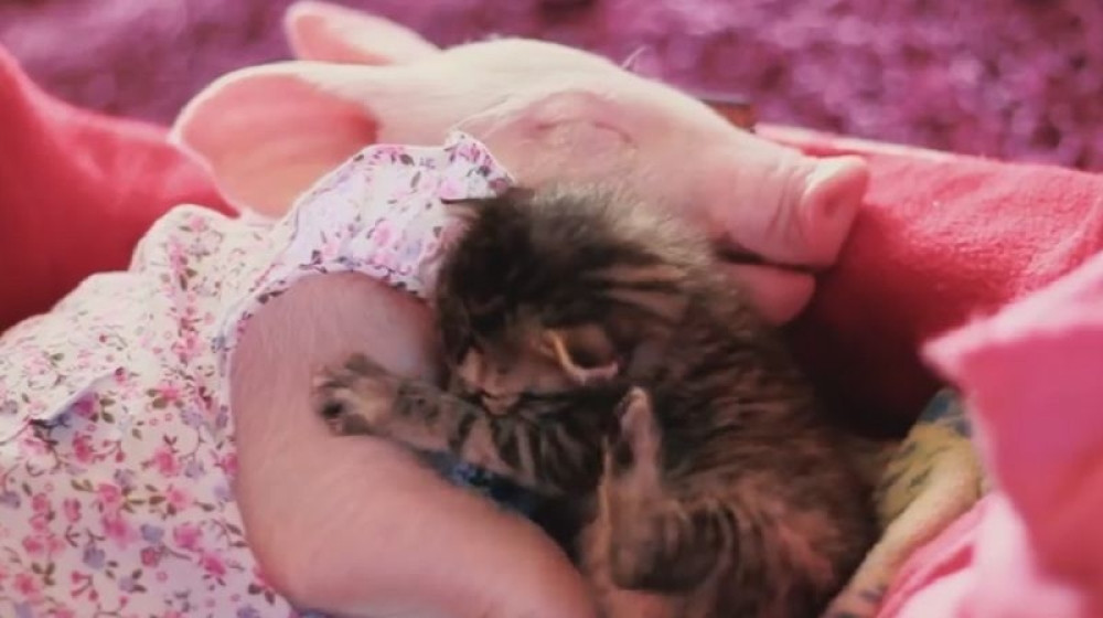 Prase koje ne može da zaspi bez mačeta (VIDEO)