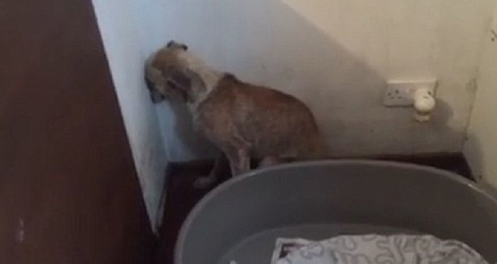 Ovako izgleda pas "slomljenog duha" (VIDEO)