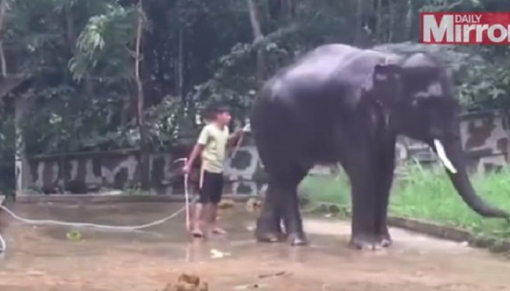 Evo zašto je slon ubio turistu (VIDEO)